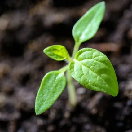 Understanding LST clips and how they are important for crop growth